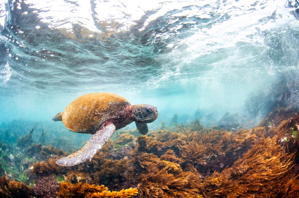 Közönséges_levesteknős_Fotó_Antonio Busiello_WWF-US